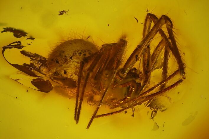 Detailed Fossil Spider (Araneae) in Baltic Amber #142219